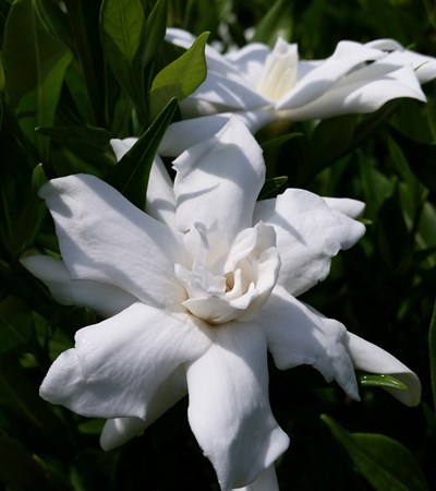 Gardenia Frost Proof